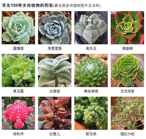 多肉名字|100种常见多肉植物图鉴（上）